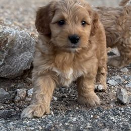 Pumba - Apricot male Goldendoodle puppy in Tucson, Arizona from JER Doodles