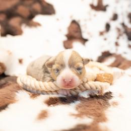 Belle - Blue merle and white female American Corgi puppy in Adairsville, Georgia from Ingram's Corgis