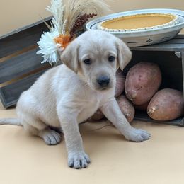 Purple - Yellow male Labrador Retriever puppy in Heath Springs, South Carolina from Rich Hill Retrievers