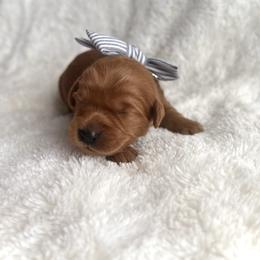 Companion Cross and Goldendoodle Puppies from Abby Chaffee
