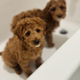 Goldendoodle Puppies from Cedar Doodles