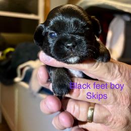 Skips - Black male Lhasa Apso puppy in Snover, Michigan from Lhasa Fur Life