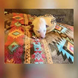 Honey - Red mottled female Australian Cattle Dog puppy in Floyd, Virginia from Southern Charm Heelers