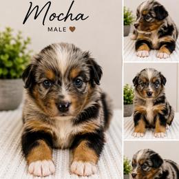 Mocha - Blue merle male Australian Shepherd puppy in Traer, Iowa from Kelly's Australian Shepherds