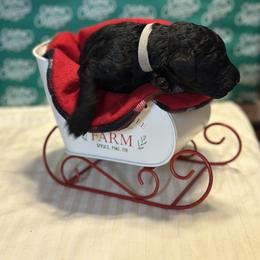 Boy 5 - male Goldendoodle puppy in Westminster, South Carolina from Goldendoodlepuppiessc