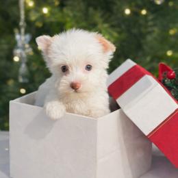 Ivory - Gold female Yorkshire Terrier puppy in Glendale, California from Los Angeles Teacup Yorkie