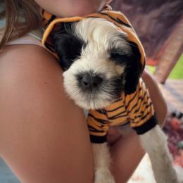 Portuguese Water Dog puppies from Boardwalk Water Dogs