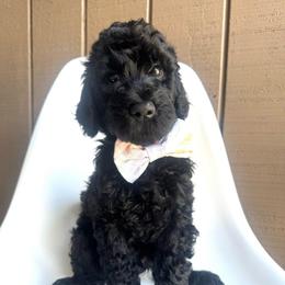 Cricket - Black male Goldendoodle puppy in Mount Pleasant, Tennessee from Doodle My Heart