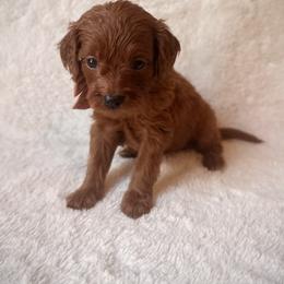 Ara - Red  female Goldendoodle puppy in Ogden, Utah from Abby Chaffee