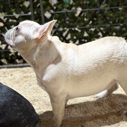 French Bulldog and Labrador Retriever Puppies from Desiree Ortiz's French Bull Dogs and Labrador Retrievers