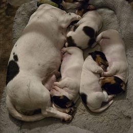 Dachshund puppies from Windie's Dachshunds
