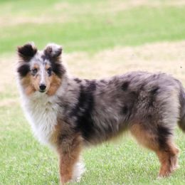 Switch - Shetland Sheepdog
