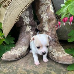 Rosalie - Fawn and white female Chihuahua puppy in New Enterprise, Pennsylvania from Kayla's Chihuahuas