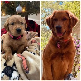 Golden Retriever Puppies from Star City Goldens