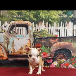 Macee - Seal and white female Boston Terrier puppy in Olanta, South Carolina from Julie's IHeart Boston Terrier's