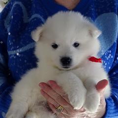 RED - Michelanglo ANGELO - White male American Eskimo Dog puppy in Redlands, Ca, Usa, California from Tribe of Aryelle