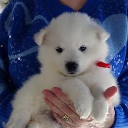 RED - Michelanglo ANGELO - White male American Eskimo Dog puppy in Redlands, Ca, Usa, California from Tribe of Aryelle