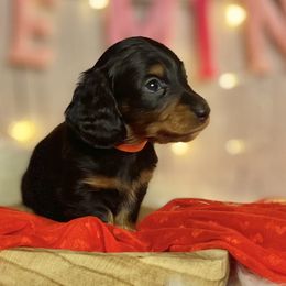 Boy 2 - Black and tan Dachshund puppy in North Port, Florida from Jessica Louise Dachshunds