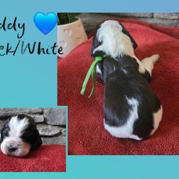 Buddy - Black and white male English Springer Spaniel puppy in Freeland, Michigan from McNally's Springer Spaniels