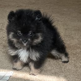 Boy 1 - Black Pomeranian puppy in Muskogee, Oklahoma from Wonderlust Pomeranians