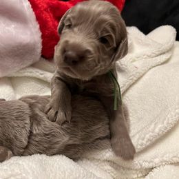 Long Haired Weimaraner Puppies from Northern Bluegrass Weimaraners