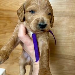 St. Augustine - Apricot male Goldendoodle puppy in Denison, Iowa from Violet View Iowa Goldendoodles