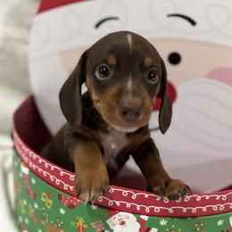 Dachshund Puppies from BEAW Doxies