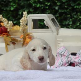 Chiffon - Cream female Dachshund puppy in Woodbine, Georgia from Bowdachs Miniatures
