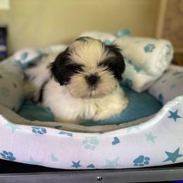Shih Tzu puppies from Alki Stars Shih Tzu