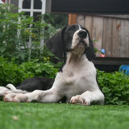 Great Dane Puppies from Gigantes de Cervantes