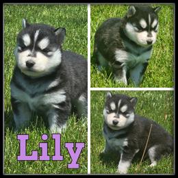 Lily - Black and white female Siberian Husky puppy in Merrill, Michigan from Haase Family Kennels