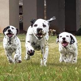 Dalmatians from Red Dirt Dalmatians
