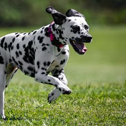 Dalmatians from Great Lakes Dalmatians