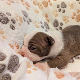 Glasses - Red male Boston Terrier puppy in Molalla, Oregon from Mickie's Boston Terriers