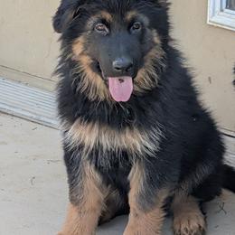 Puppy D - Black and red male German Shepherd puppy in Stuarts Draft, Virginia from Shengulli Shepherds