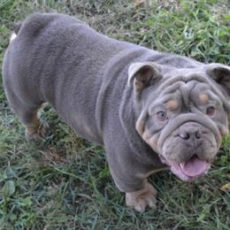 Basher - Bulldog