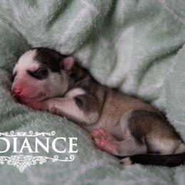 Radiance - Gray and white female Siberian Husky puppy in Greenville, North Carolina from Ivie Huskies