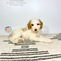 Daisy - Parti female Goldendoodle puppy in Southwest Ranches, Florida from Dandy Doodle Ranch