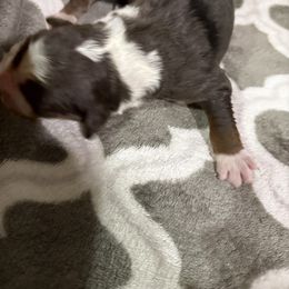 Tundra - Blue merle male Bernedoodle puppy in Grants Pass, Oregon from Royal Empire Bernedoodles