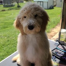 Goldendoodles from Colley's Doodles