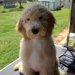 Goldendoodles from Colley's Doodles