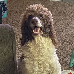 Boomer - Poodle