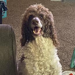 Boomer - Poodle