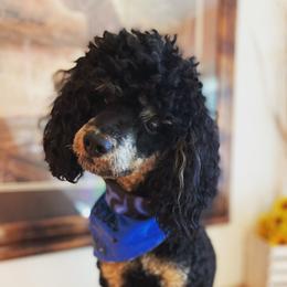 Opie - Poodle