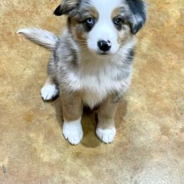 Miniature Australian Shepherd Puppies from Integrity Aussies Tx