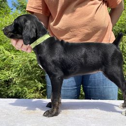Mountain Cur Puppies from Walnut Ridge Mountain Curs