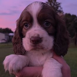 Mufasa - Red and white male English Springer Spaniel puppy in Florida from Thunderbird Springers