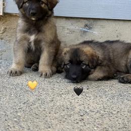Sleepy - Black - Fawn sable male Shiloh Shepherd puppy in Tenafly, New Jersey from Island Shilohs