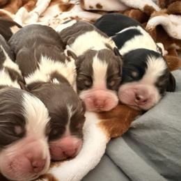Boy2 - Liver white and tan male English Springer Spaniel puppy in Cleburne, Texas from Powers English Springer Spaniels