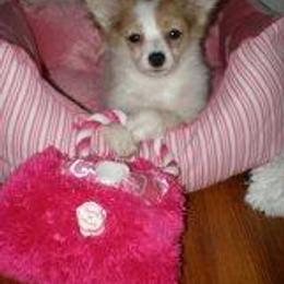 Papillon Puppies from Playful Papillon's
